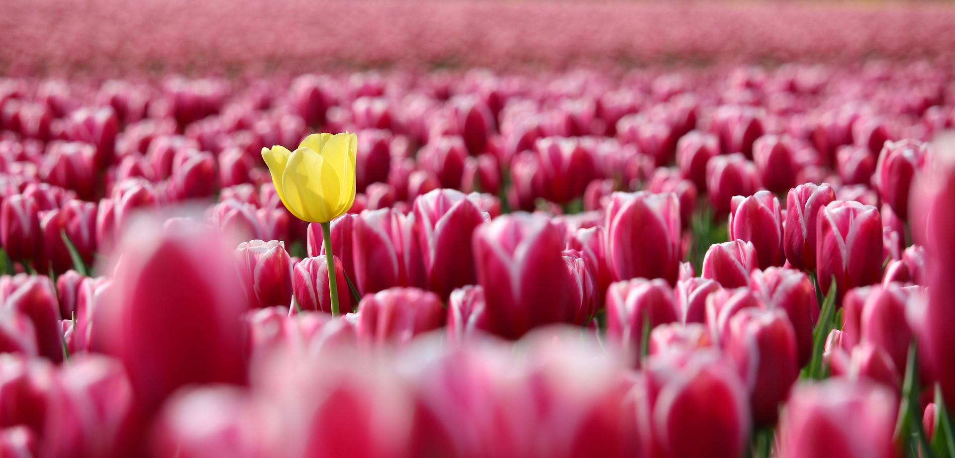 Close-Up Of Pink Flowers